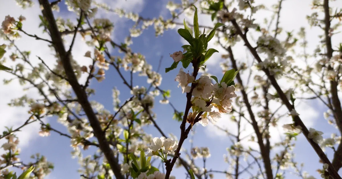 Feira da Amendoeira em Flor 2026 Freixo de Espada a Cinta