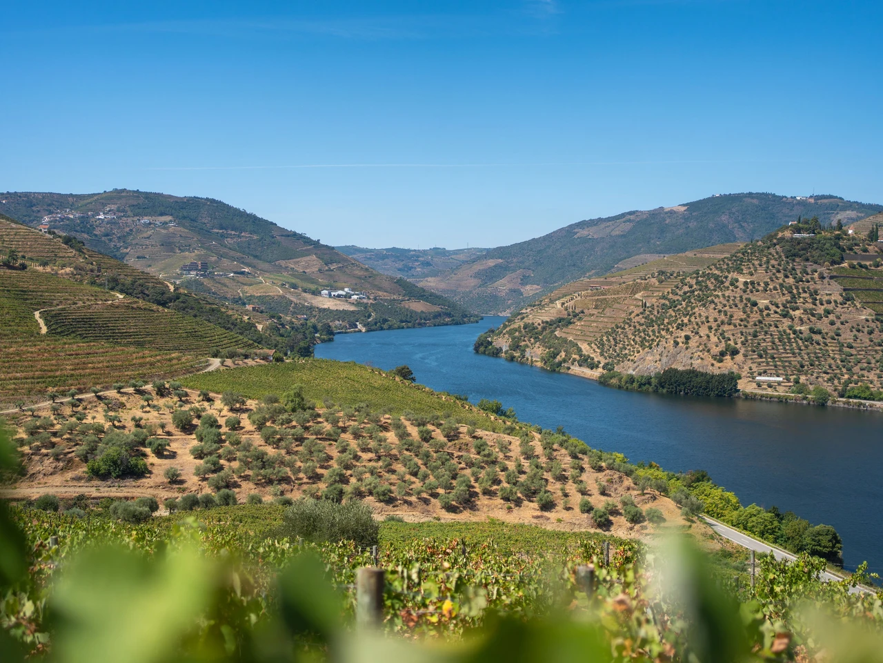 Regiões Vinícolas do Douro Explicadas: Baixo Corgo, Cima Corgo e Douro Superior
