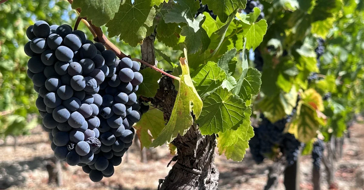 La Vendimia en el Douro: Cómo Participar y Qué Esperar