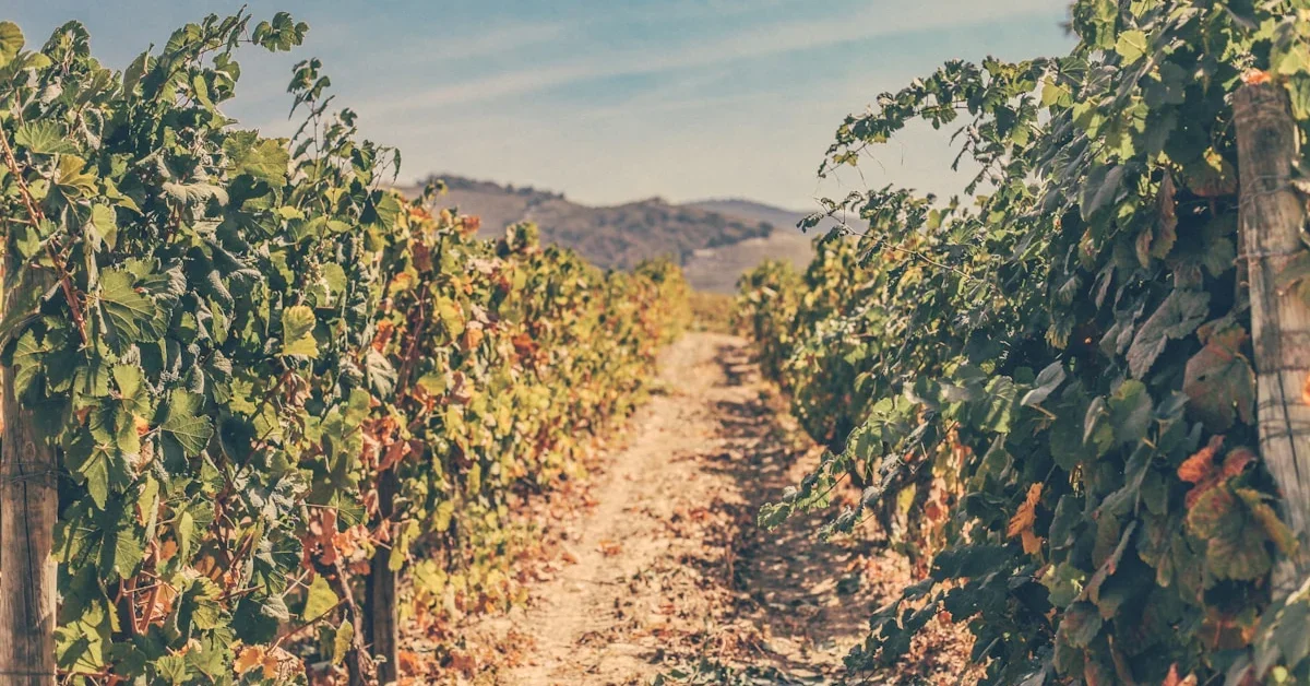 Workshop di Vinificazione nel Douro: Impara a Fare il Vino