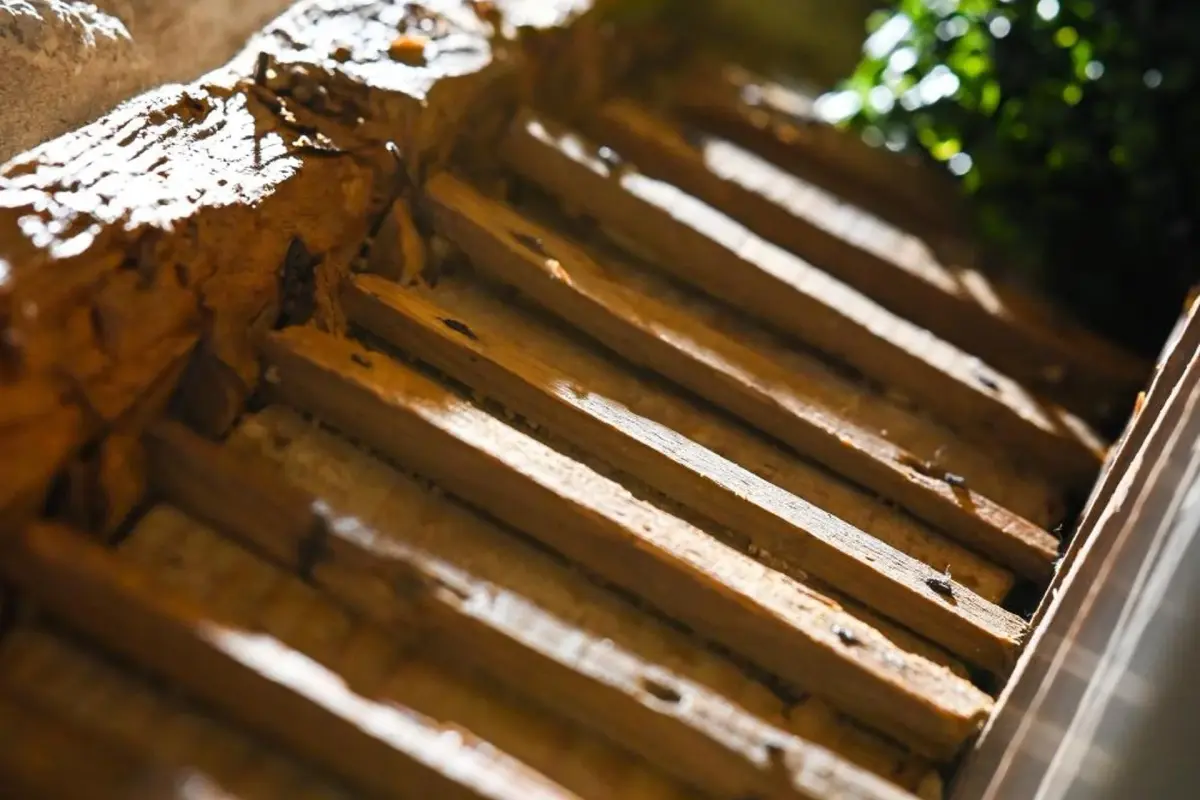 6/4 de Lamego - Imagem 53