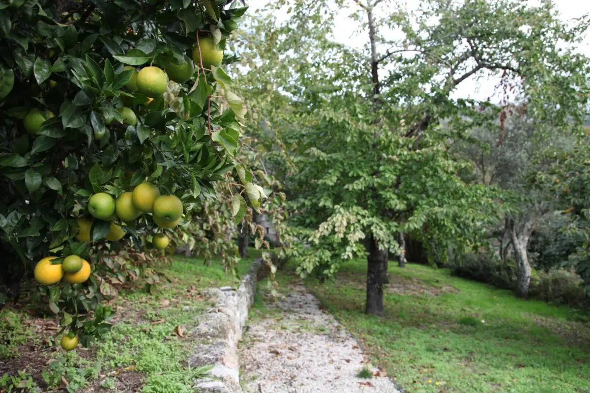 Casa Cardoso - Imagem 21