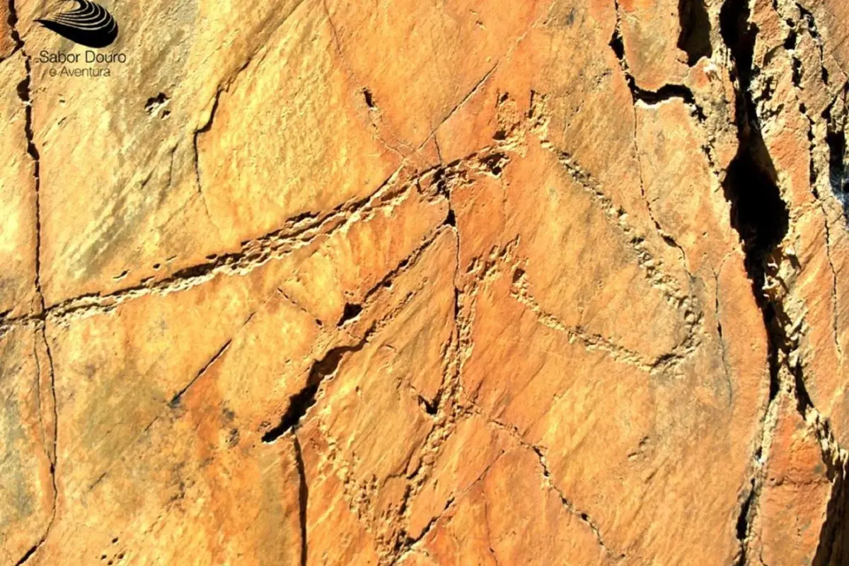 Casa Da Avo - Turismo De Habitacao - Imagem 54