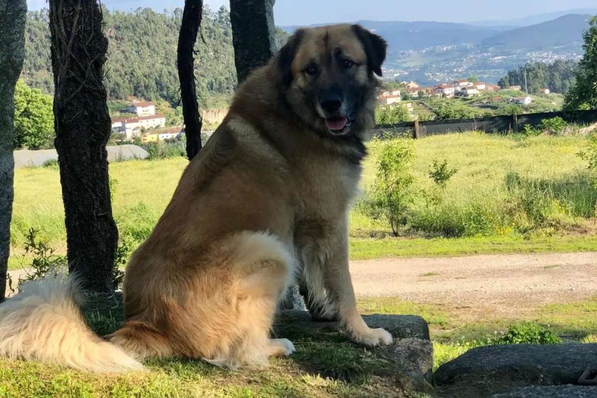 Discover the Charm of Casa da Ventozella: The Perfect Refuge for Everyone - Imagem 27