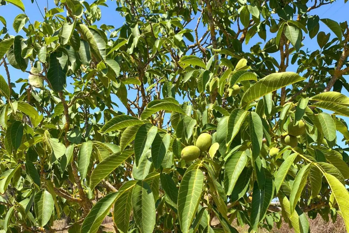 Casa das Laranjeiras - Imagem 35