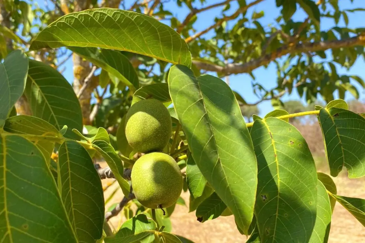 Casa das Laranjeiras - Imagem 79