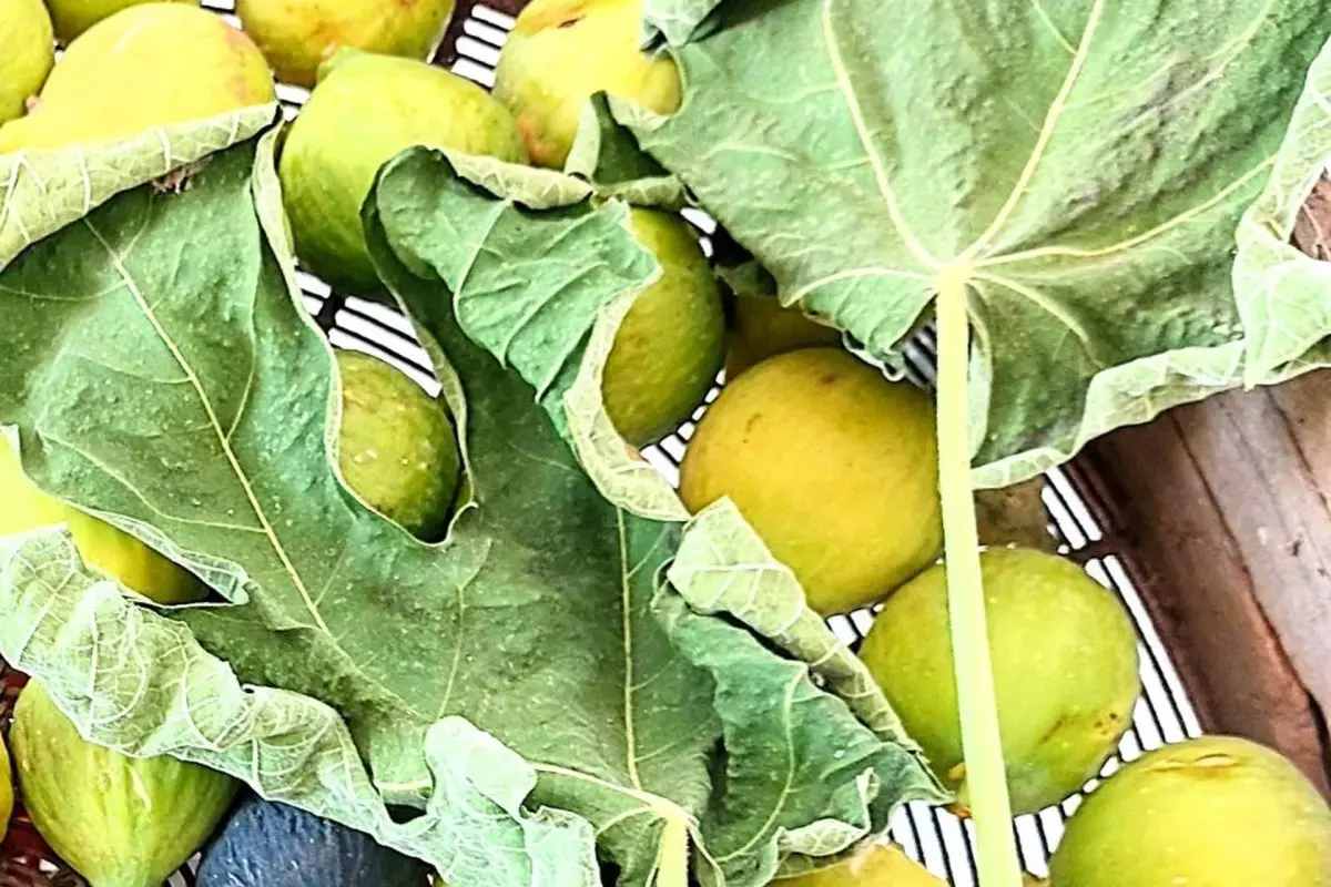 Casa das Laranjeiras - Imagem 81