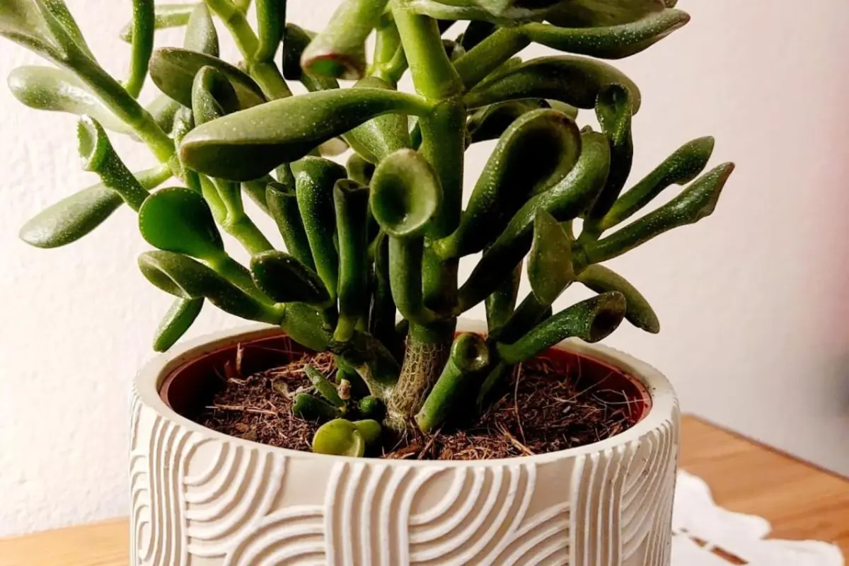 Casa das Laranjeiras - Imagem 89