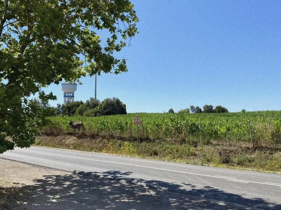 Casa das Laranjeiras - Imagem 98