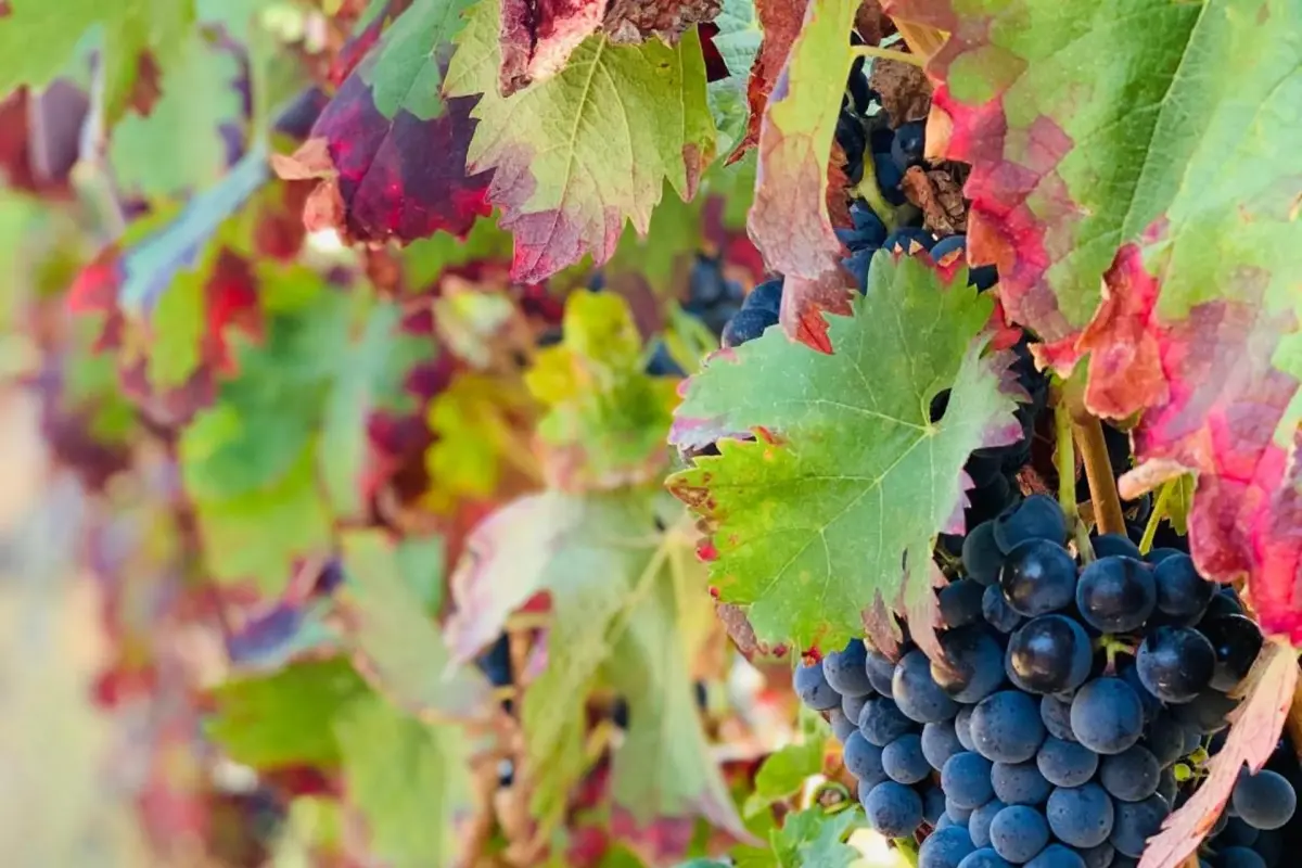 Casa de São Miguel Douro - Imagem 26