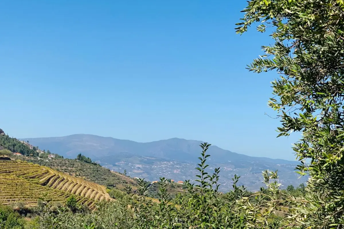Casa de São Miguel Douro - Imagem 35