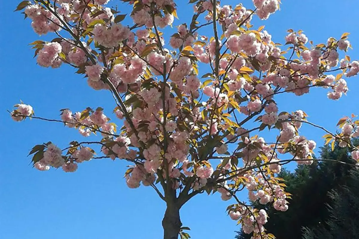 Discover the Casa do Prado Guesthouse: The Perfect Refuge - Imagem 44