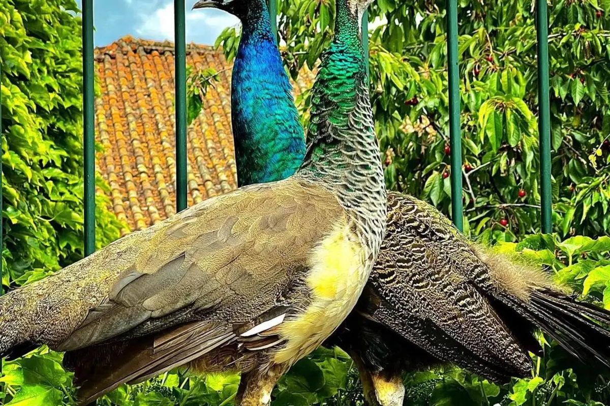 Casa dos Barros - Imagem 20