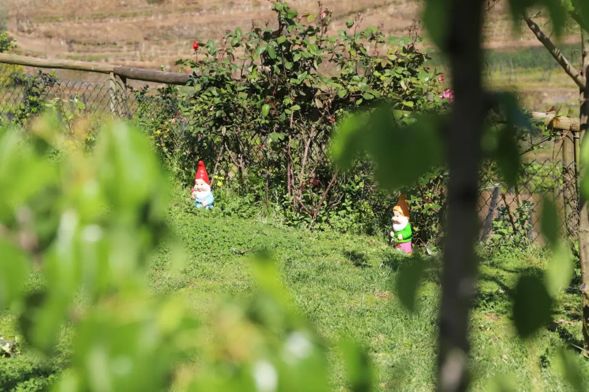 Discover the Casa Vale do Douro: The Gem of Portuguese Hospitality - Imagem 24