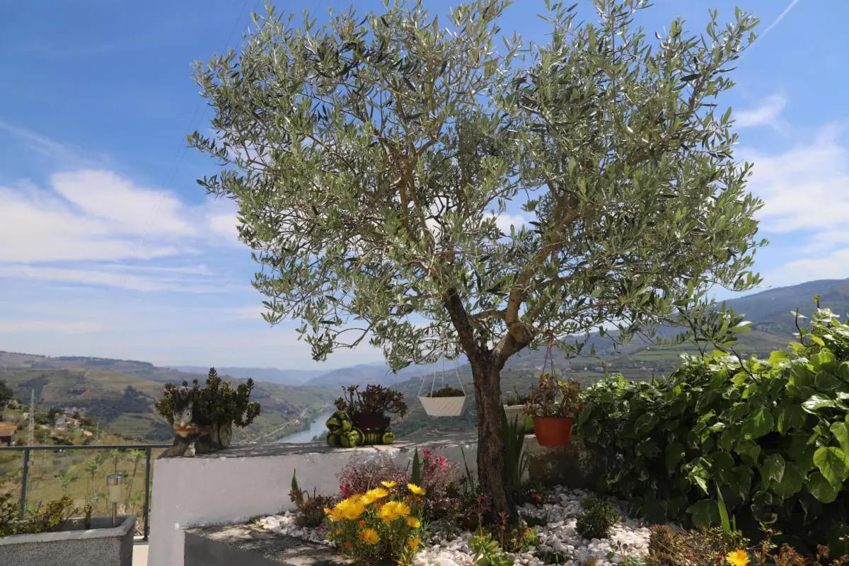 Discover the Casa Vale do Douro: The Gem of Portuguese Hospitality - Imagem 31