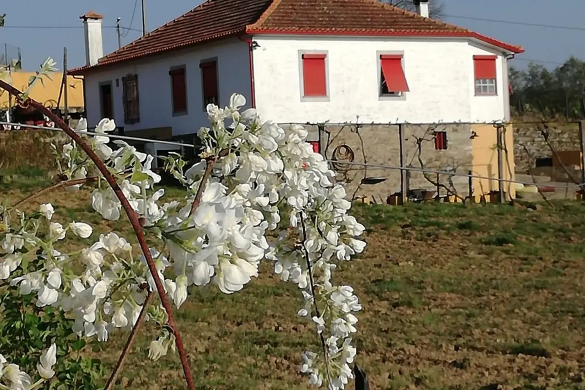 Discover the Casa Vale do Douro: The Gem of Portuguese Hospitality - Imagem 64