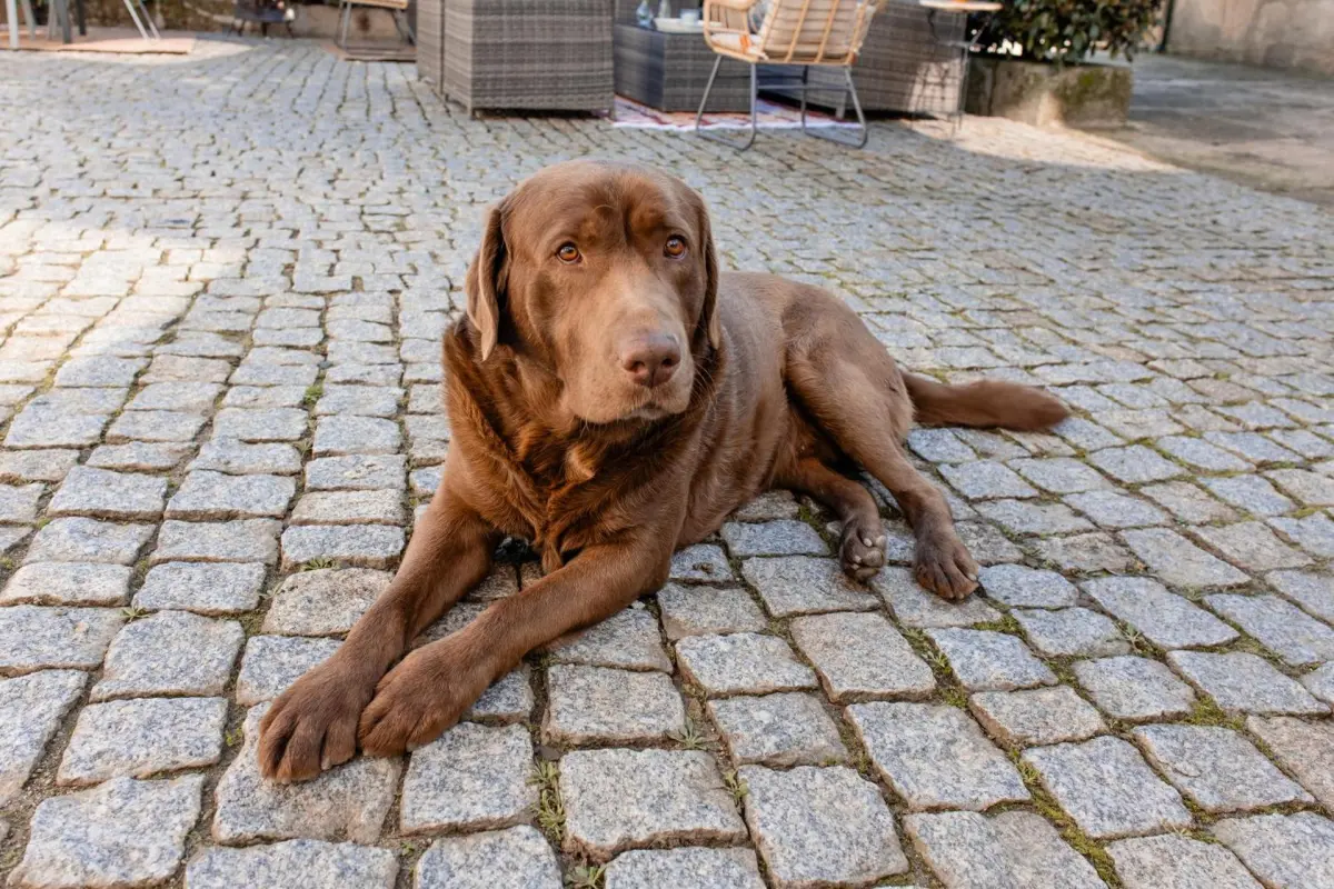 Discover the Casal da Viúva: An Unforgettable Experience - Imagem 92