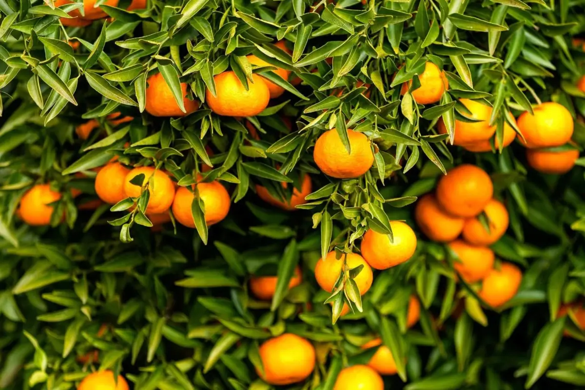 Douro Palace Hotel Resort & SPA - Imagem 32