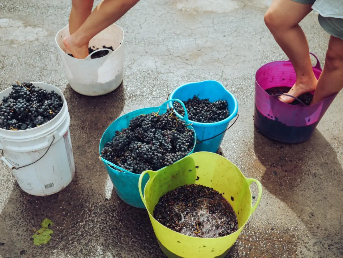 14e Fête Traditionnelle du Foulage du Raisin — Celeirós do Douro