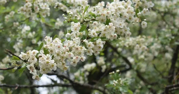 Almond Blossom Festival 2026 Vila Nova de Foz Coa