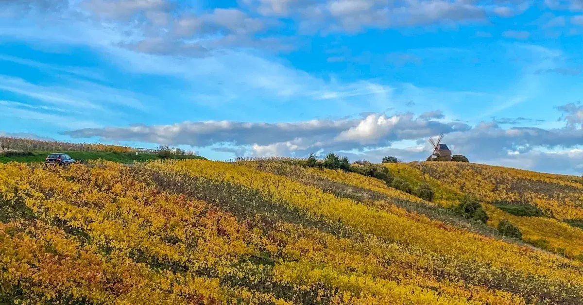 Gondomar Pet Festival 2026 Oporto