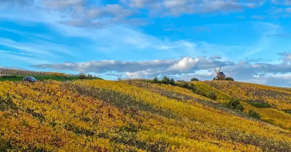 Gondomar Pet Festival 2026 Porto
