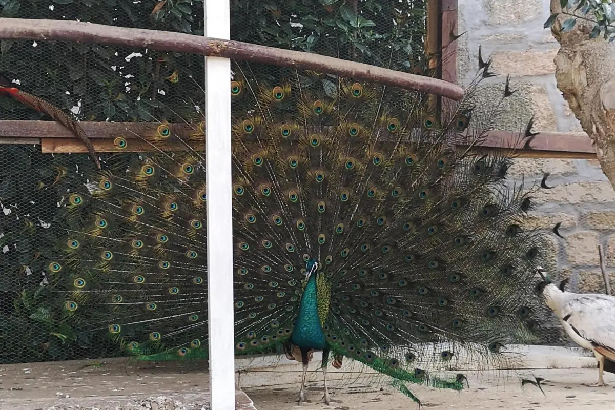 Discover Gojim Rural House: A Unique Accommodation Experience - Imagem 46