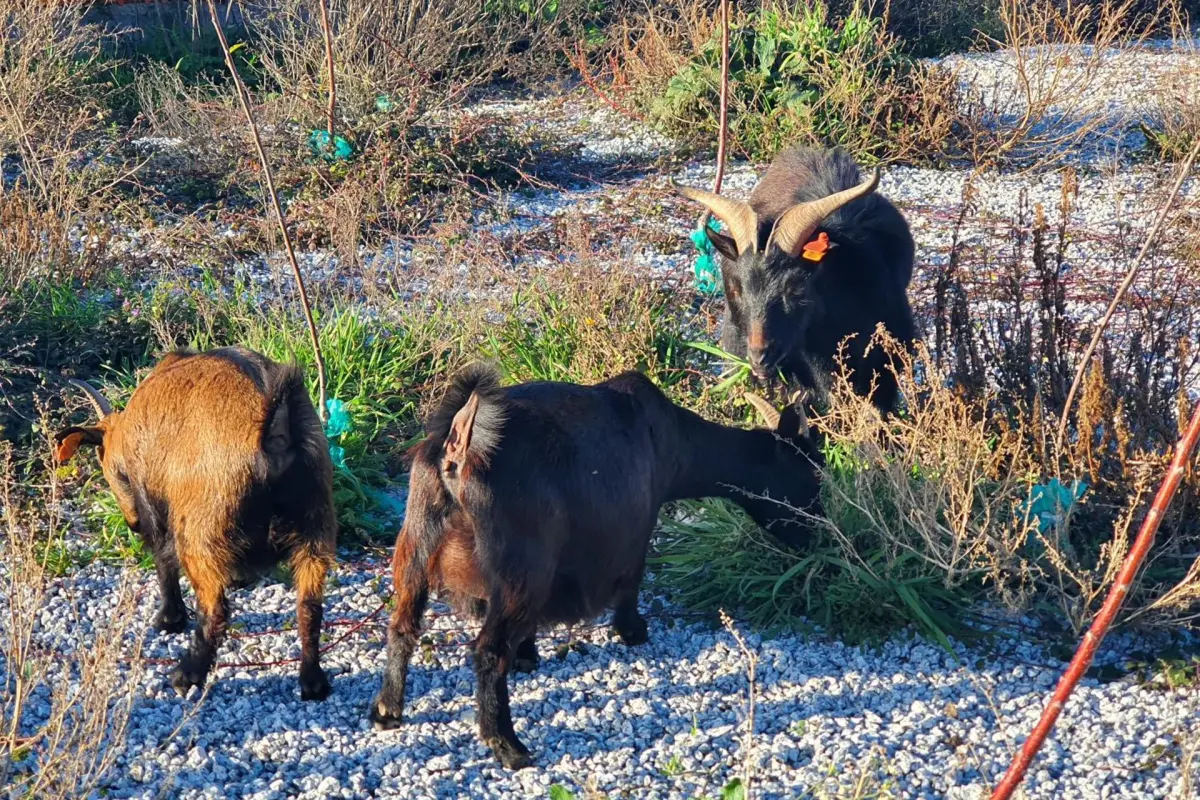 Discover Gojim Rural House: A Unique Accommodation Experience - Imagem 87