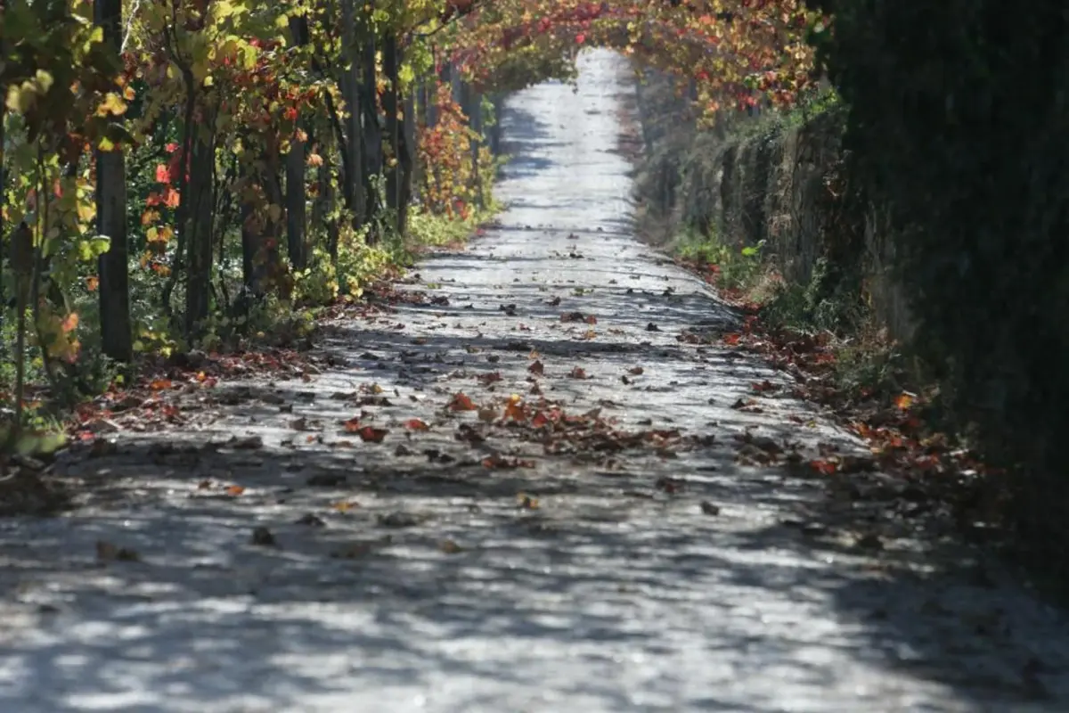 Hotel Rural Casa dos Viscondes da Varzea - Imagem 34
