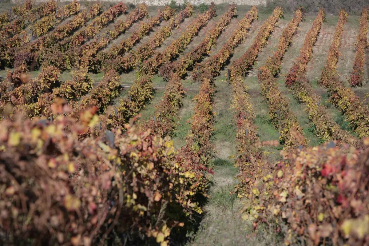 Hotel Rural Casa dos Viscondes da Varzea - Imagem 37