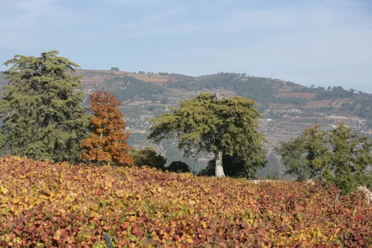 Hotel Rural Casa dos Viscondes da Varzea - Imagem 56