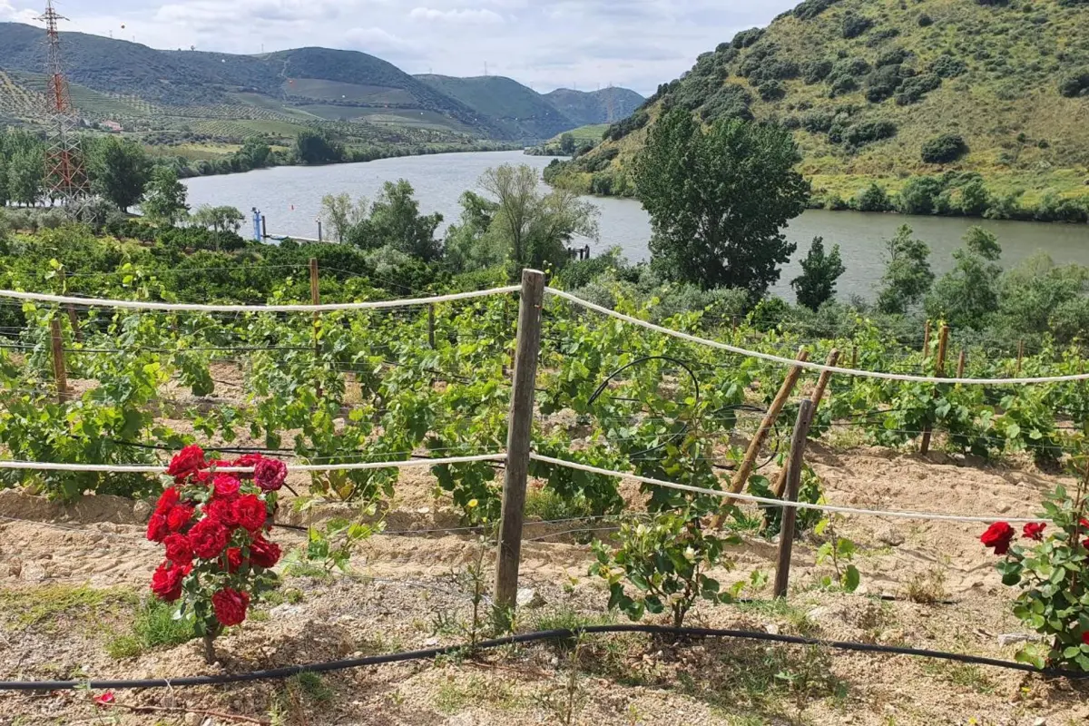 Olhares do Douro - Imagem 102