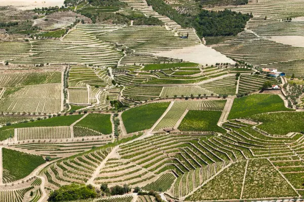 See von Alijó