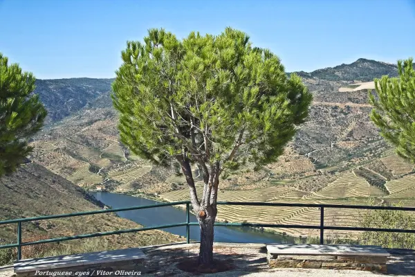 Mandelblüte in Torre de Moncorvo