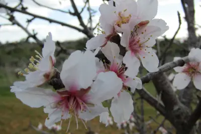 Amandiers en Fleurs de Vila Flor