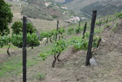 Castro de Vilar de Maçada