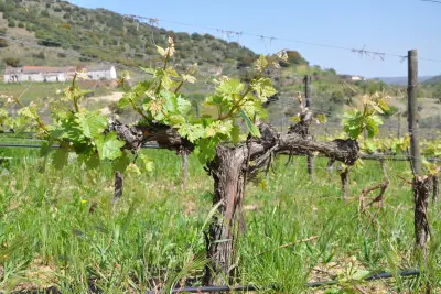 Quinta do Vale Meão