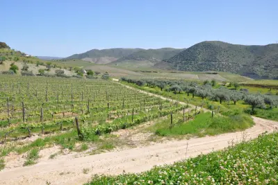 Quinta do Vale Meão