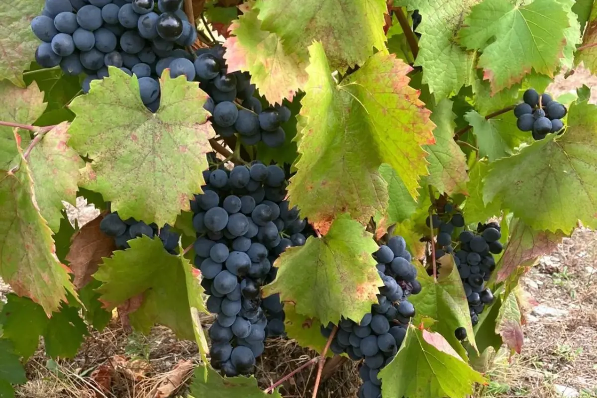 Discover the Placido Hotel Douro Tabuaco: A Jewel of Hospitality in the Heart of Douro - Imagem 50