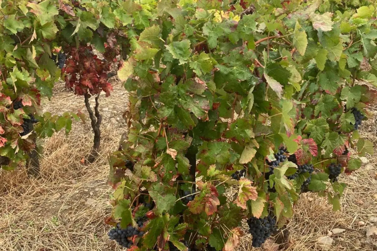 Discover the Placido Hotel Douro Tabuaco: A Jewel of Hospitality in the Heart of Douro - Imagem 51