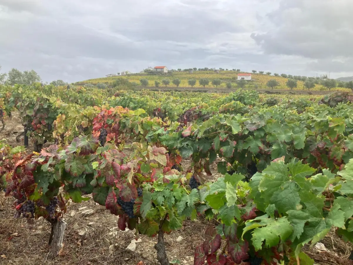 Discover the Placido Hotel Douro Tabuaco: A Jewel of Hospitality in the Heart of Douro - Imagem 90