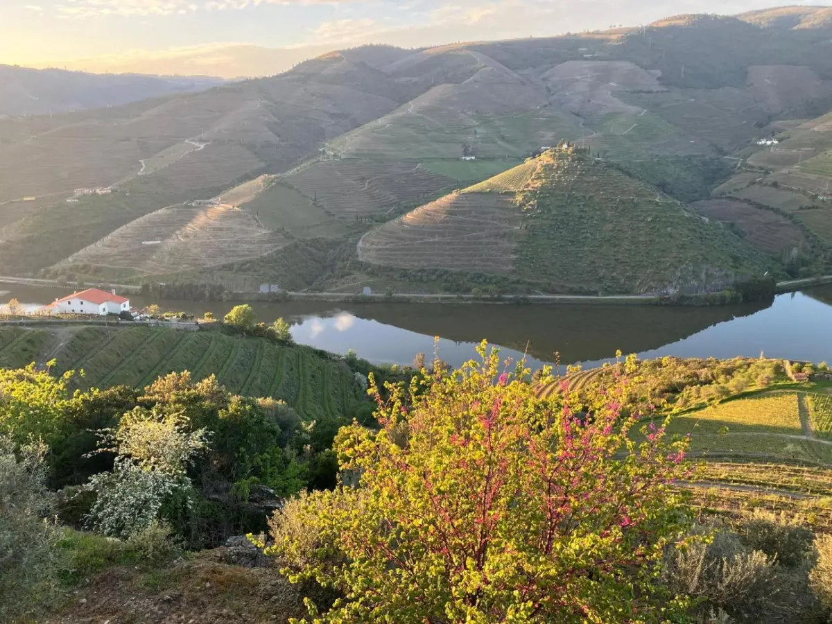 Discover the Placido Hotel Douro Tabuaco: A Jewel of Hospitality in the Heart of Douro - Imagem 95