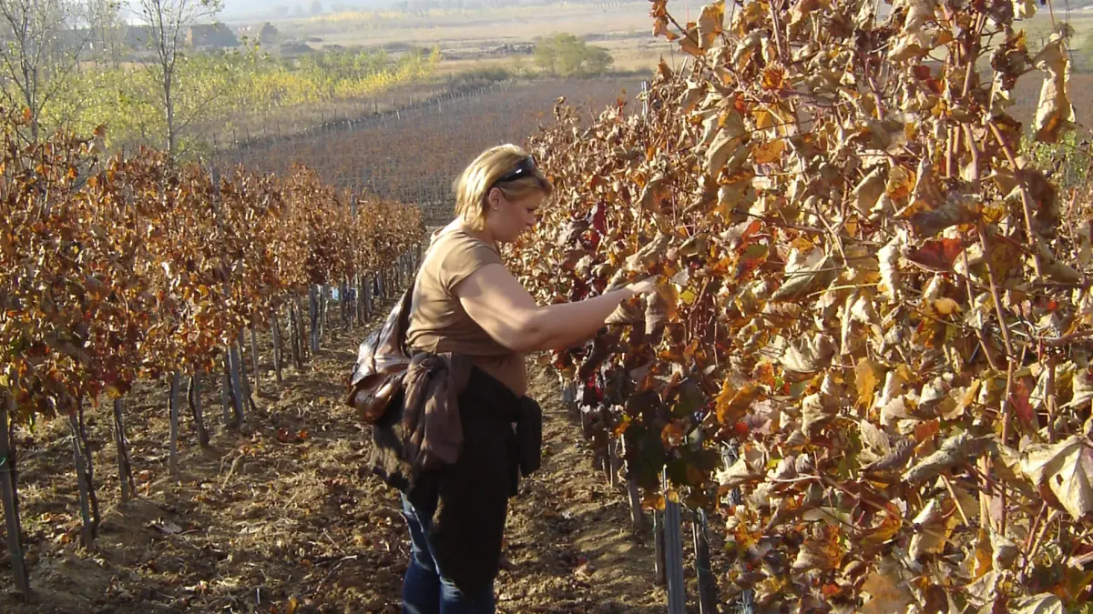 Grape Harvest Douro Tourist | Douro Vinhateiro