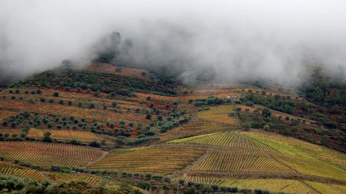 Best Time to Visit Douro Valley | Douro Vinhateiro