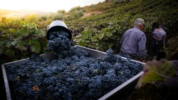 Caminhar no Douro e com Festa da Vindima 2026