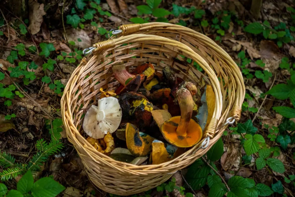 Mushrooms, Chestnuts and Poems 2026 — Casa de Mateus