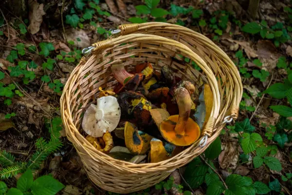 Mushrooms, Chestnuts and Poems 2026 — Casa de Mateus