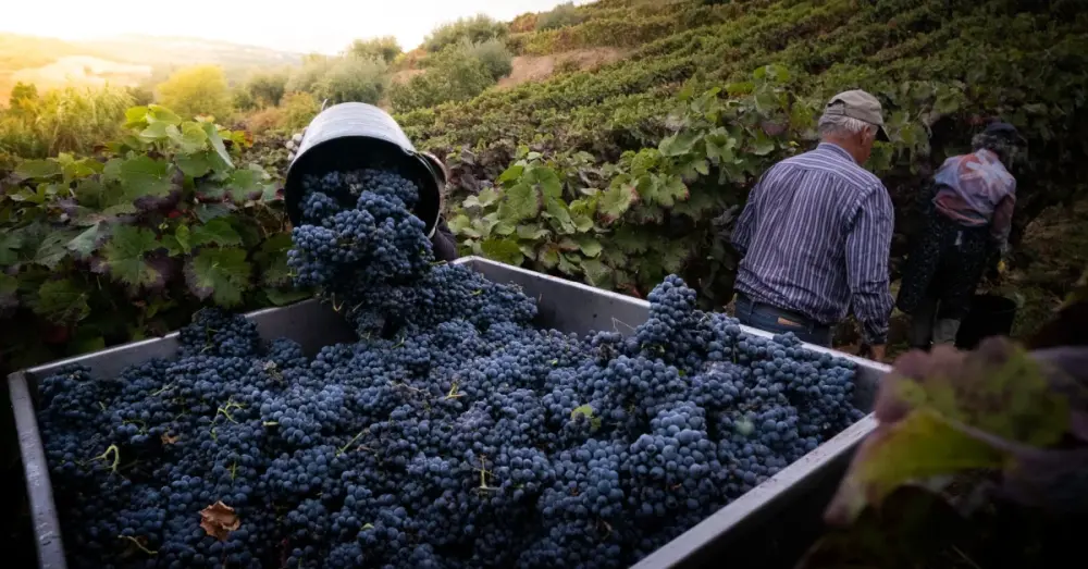 Roteiro de vindimas no Douro (setembro)