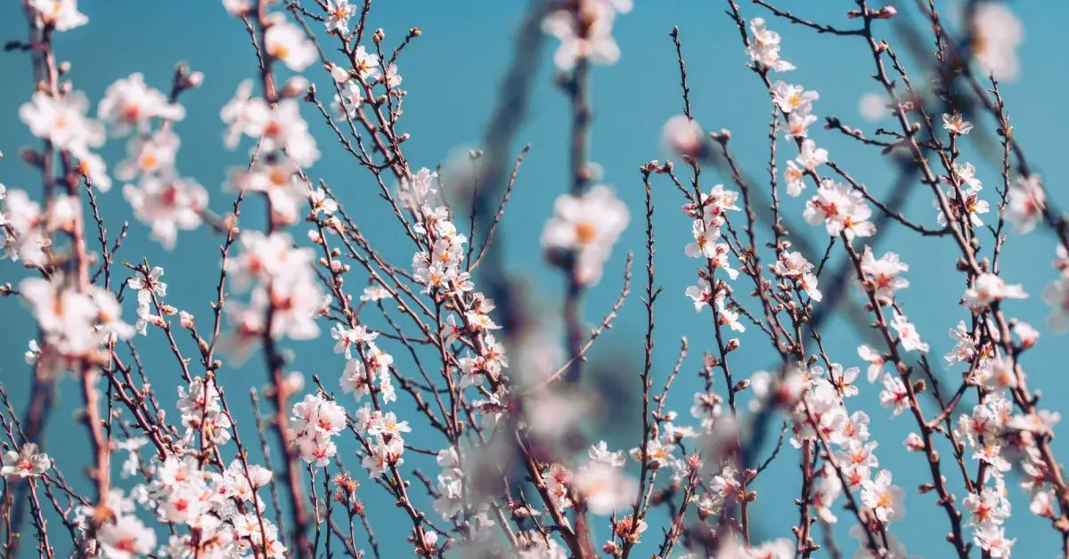 Amendoeiras em Flor no Douro | Roteiro Fevereiro–Março