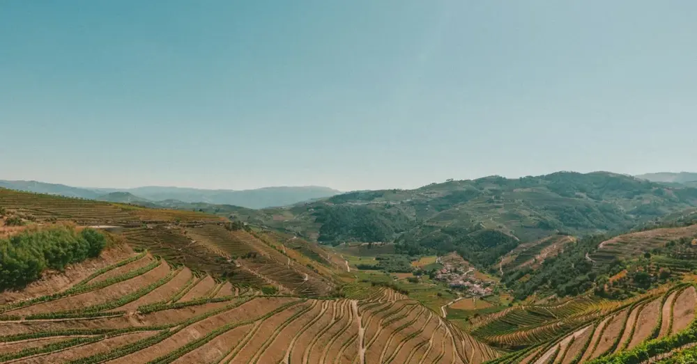 Les Vendanges dans le Douro : Une Expérience Authentique
